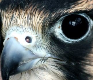 peregrine Falcon